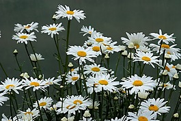 瑪格麗塔,花卉,白