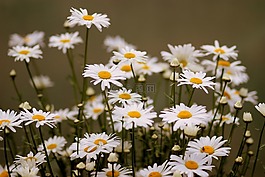 瑪格麗塔,花卉,白