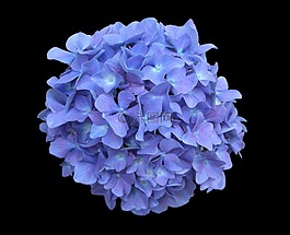 繡球,藍色,花