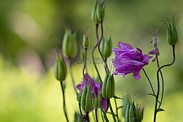 鴿的,花,紫