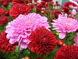 媽媽,菊花,顏色