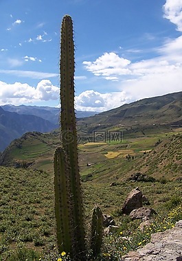 仙人掌,植物,cephalocereus