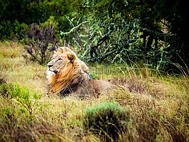 獅子,南非,野生動物園
