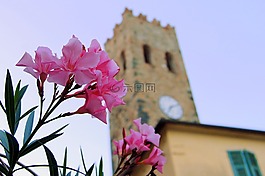 花,托雷,手表