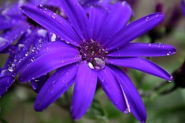 花,紫色,開(kāi)花