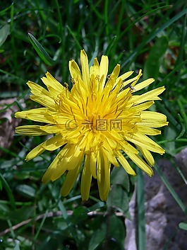 花,黃色,植物