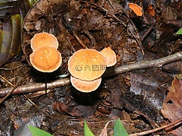 蘑菇,森林,葉子