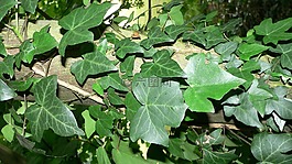 常春藤,伍茲,葉子