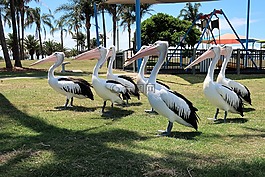 鵜,鳥,公園