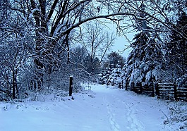 冬天,雪,樹