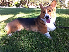 柯基犬圖片,狗,草坪