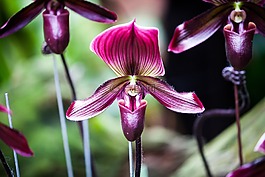 蘭花,花,開花