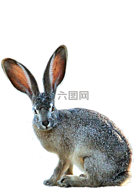 孤立,野兔,性質(zhì)