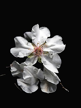 鮮花,植物,芽
