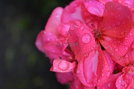 花,羅莎,花濕