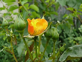 花卉,玫瑰,綠色