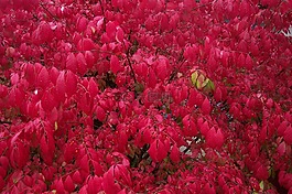 葉子,秋,紅色