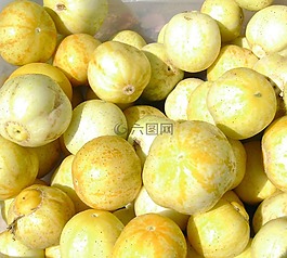 壁球,南瓜,秋天