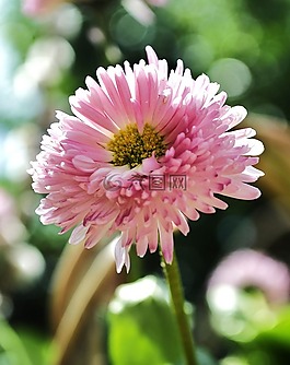 花,植物,花園