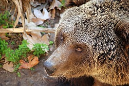 熊,灰熊,野生動物
