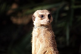猫鼬,suricate,动物