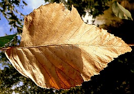 葉,干,秋