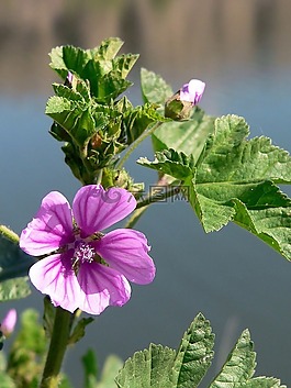 花,花的,粉紅色