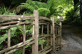 橋,木,植物