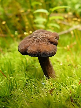 蘑菇,菌類,毒菌