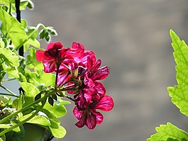 天竺葵,花,紅色