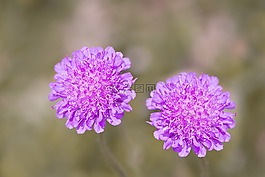 聋哑skabiose,scabiosa骨灰,忍冬科