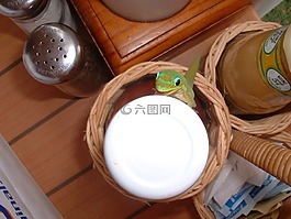 壁虎,早餐,蜥蜴