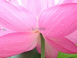 鮮花,蓮花,回