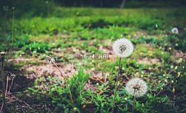可持續(xù)發(fā)展,性質(zhì),植物