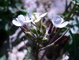 白,花,花的
