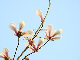 花,植物,藍(lán)天