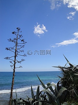 龍舌蘭,地中海,西班牙