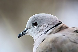 領鴿,鴿子,鳥