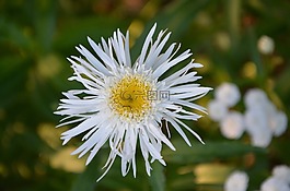 白花,性質(zhì),花園