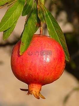 石榴,水果,蘋果