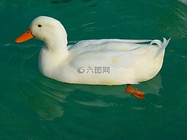鴨,白,動(dòng)物