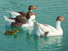 鵝,動物,水