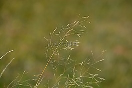 草,性質(zhì),關(guān)閉