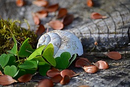 殼,三葉草,木