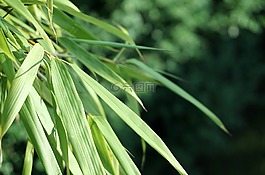 芦苇,叶子,绿色