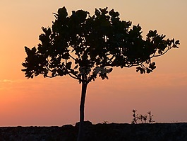 日落,abendstimmung,太陽(yáng)