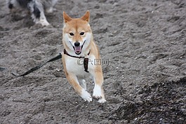 狗,動物,海灘