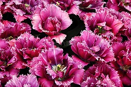 郁金香,花卉,花園