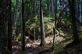 登山,山,森林