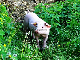 小豬,豬,動(dòng)物